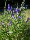 Eisenhut - Aconitum napellus * 835 x 1113 * (454KB)